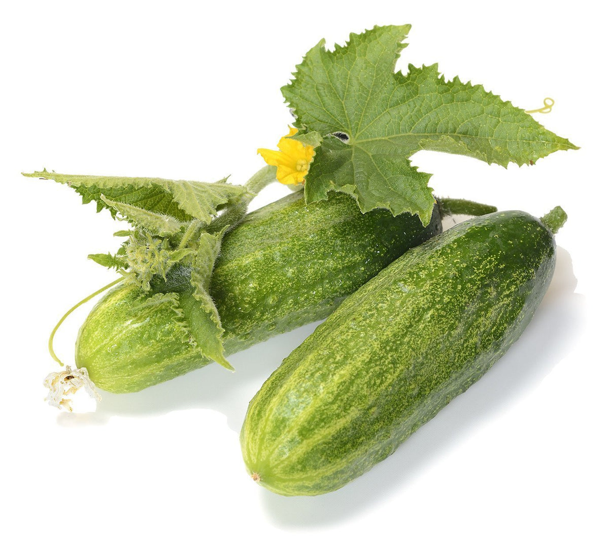 SHOP WHOLESALE CUCUMBER (HOT HOUSE)