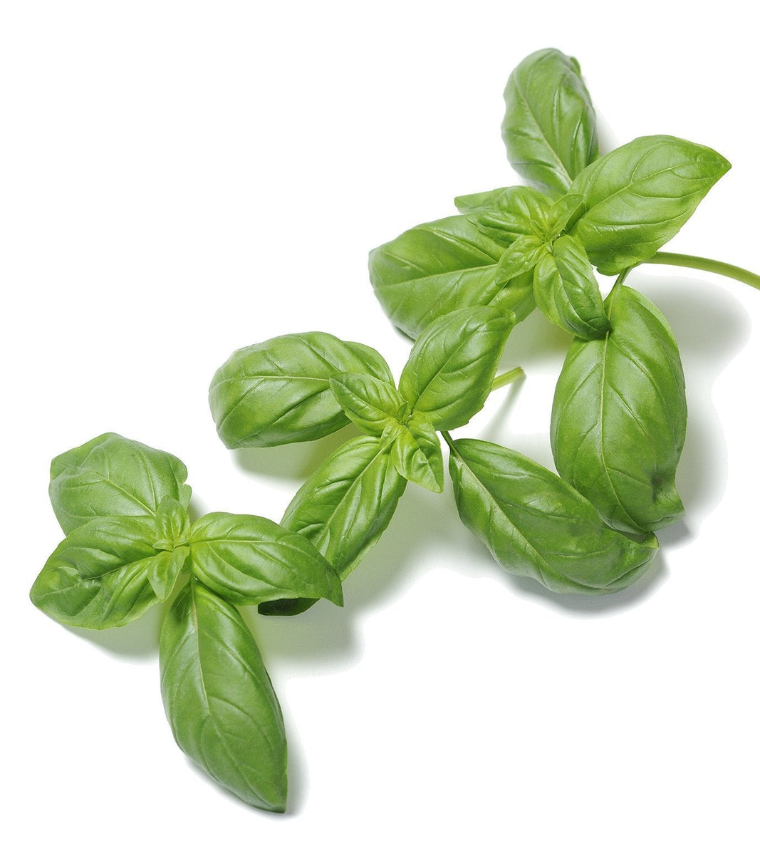 Organic Genovese Basil Ocimum basilicum non GMO Open Pollinated