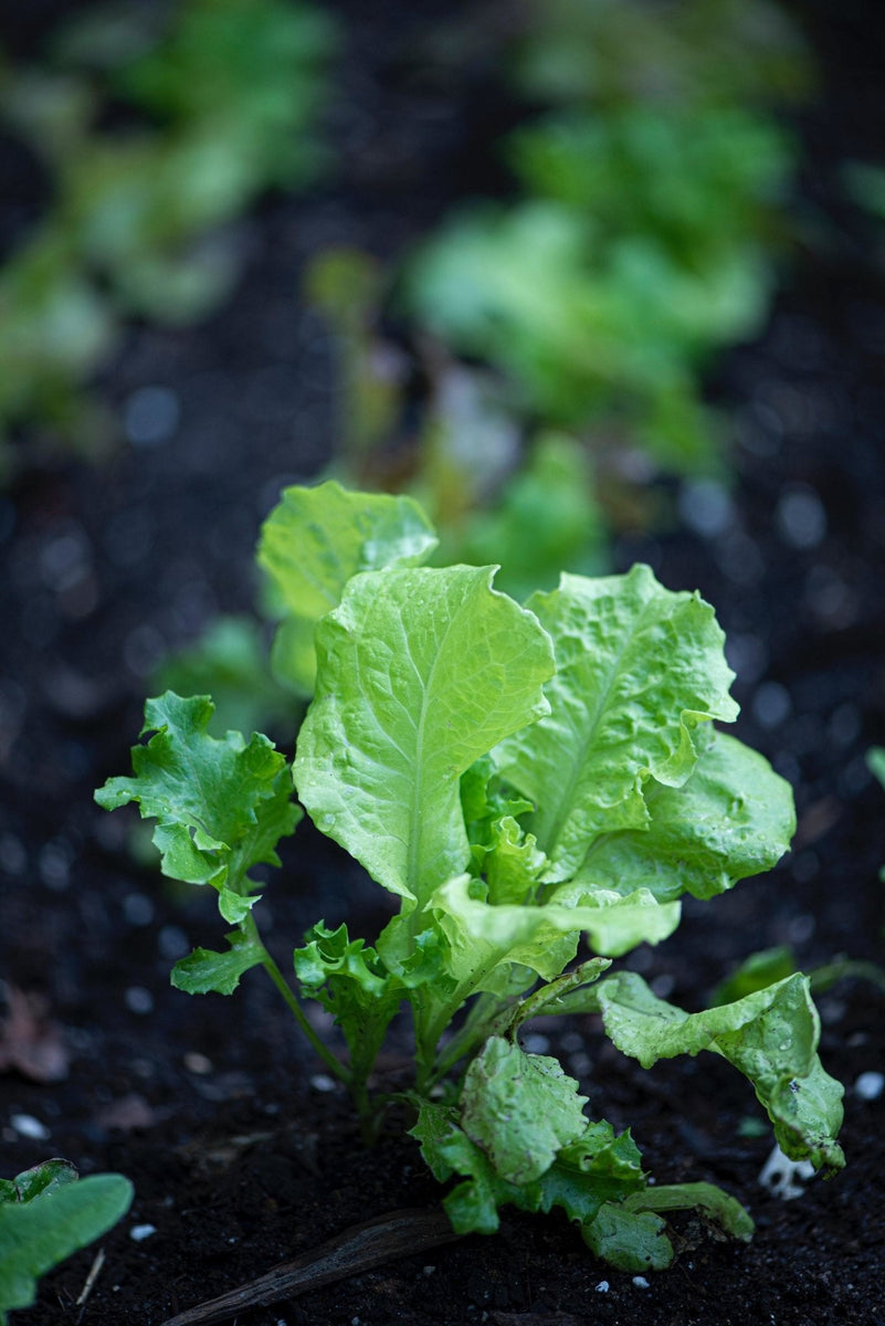 Mustard Greens - Green Wave