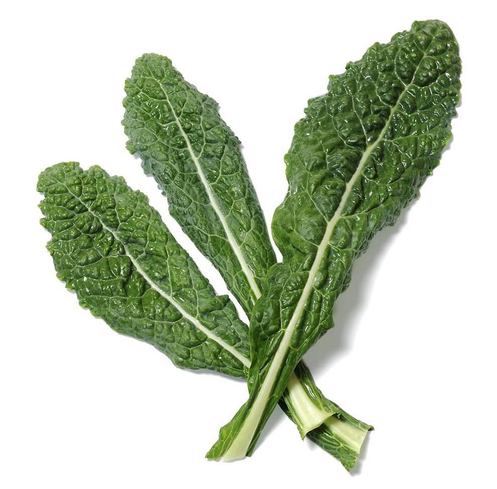 Organic Lacinato Kale Seeds - Brassica Oleracea The Living Seed Company LLC