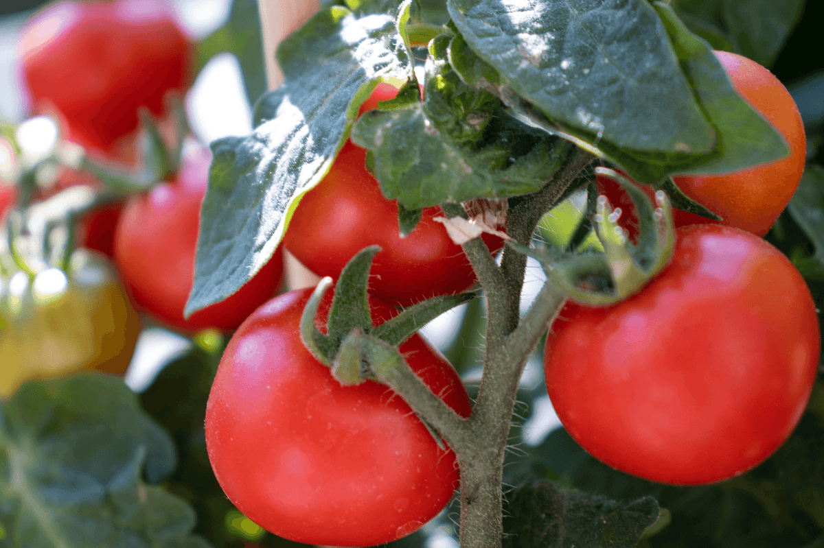 How to Successfully Grow Tomato and Pepper Plants from Seed The