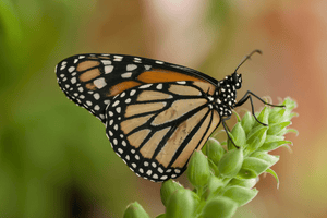 Plant a Monarch Butterfly Sanctuary