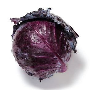 Mammoth Red Rock Cabbage Seeds - Brassica oleracea - The Living Seed Company