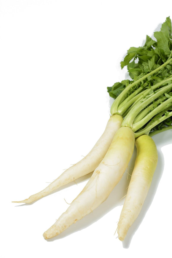Organic Daikon Radish Seeds - Raphanus sativus - The Living Seed Company