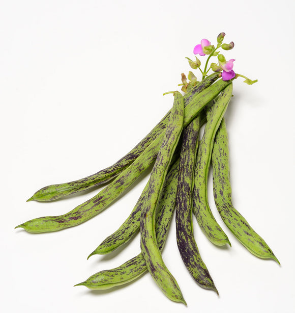 Organic Rattlesnake Pole Bean Seeds - Phaseolus vulgaris | The Living Seed Company LLC