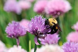 Chive Flowers allium schoenoprasum, a pungent Herb of the Onion Family,  Grow Your Own Organic Food, UK Stock Photo - Alamy