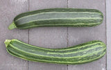 Organic Cocozelle Summer Zucchini - Cucurbita pepo | The Living Seed Company LLC