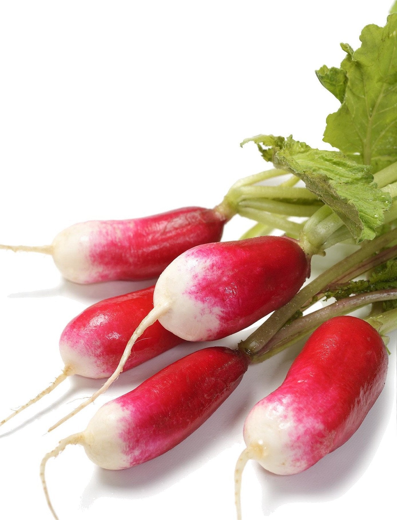 What Are French Breakfast Radishes And What Makes Them Special?