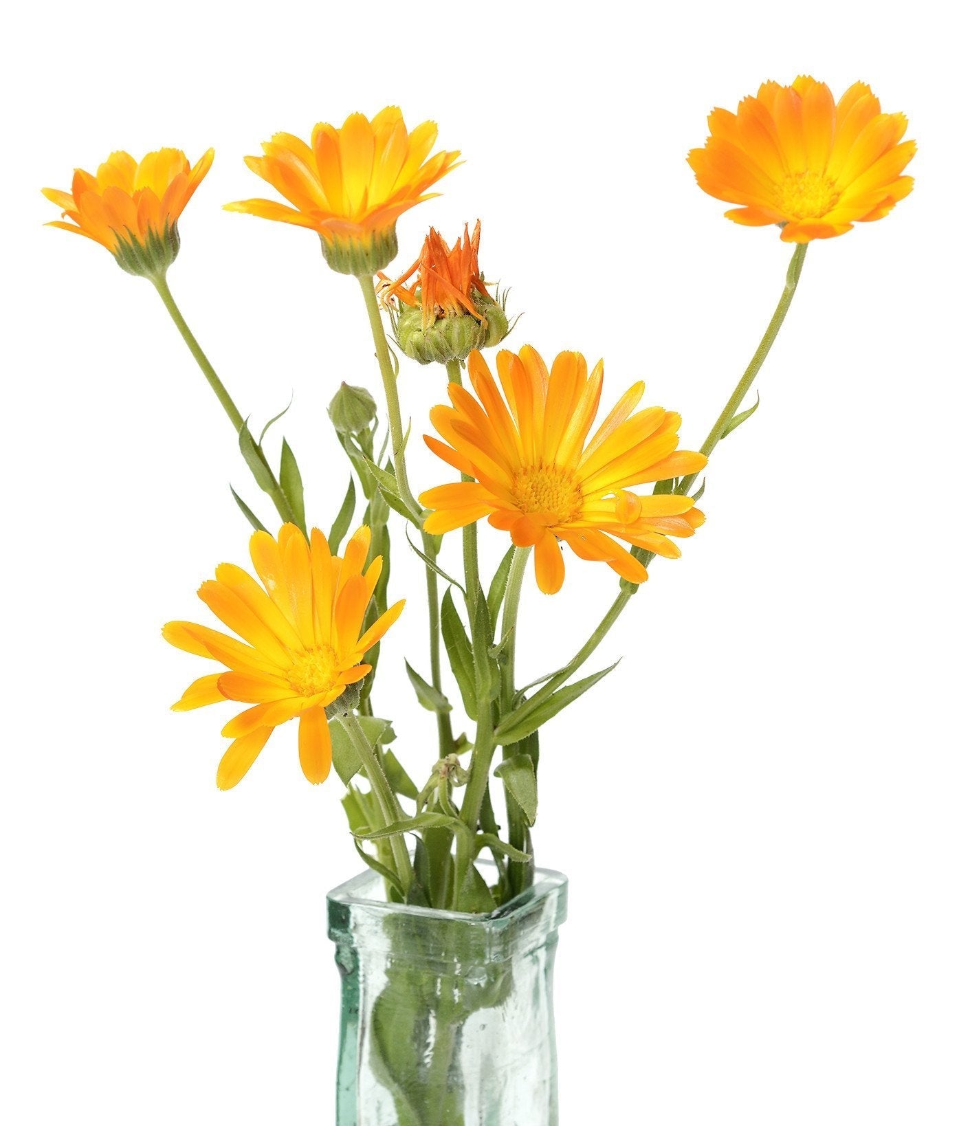 Organic Orange Resina Calendula - Calendula Officinalis