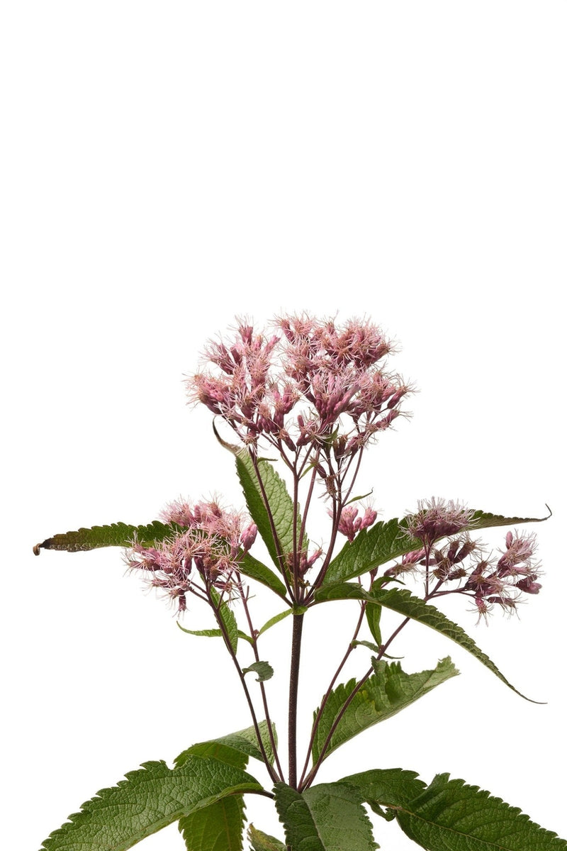 Best Swamp Milkweed Seeds | Neonicotinoid-Free Non-GMO Open-Pollinated ...